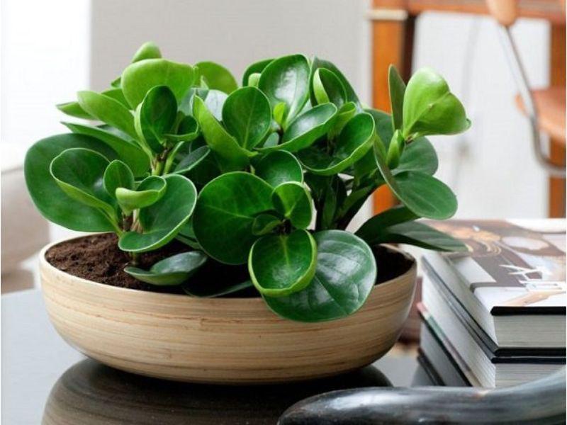 Cây phong thủy hợp cho tuổi Kỷ Tỵ