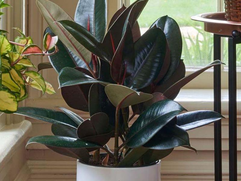 Cách chọn cây phong thủy cho tuổi Đinh Tỵ