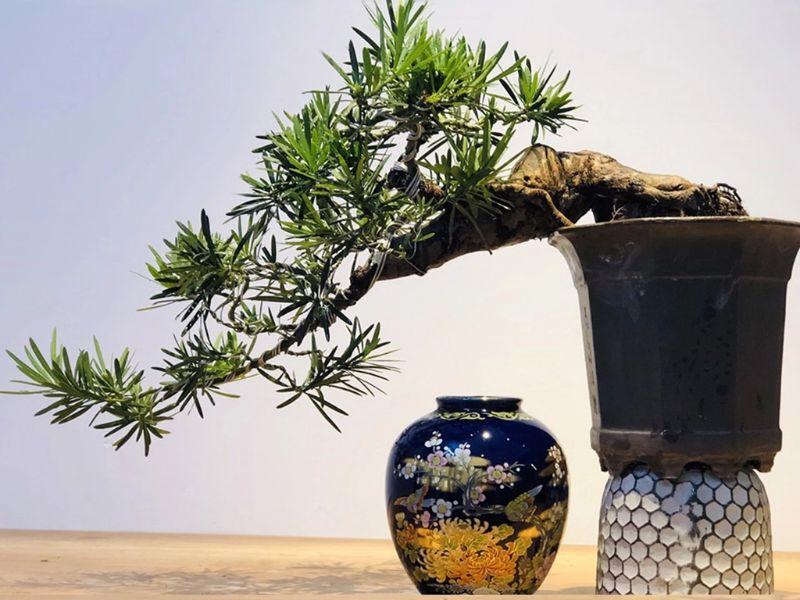 Cây phong thủy cho tuổi Quý Tỵ (mệnh Thủy)