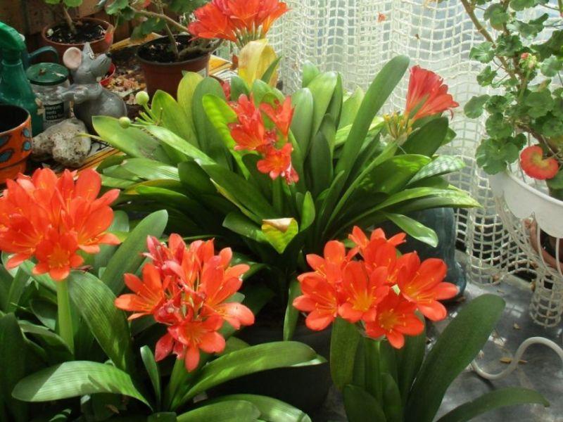 Cây phong thủy cho tuổi Ất Tỵ (mệnh Hỏa)