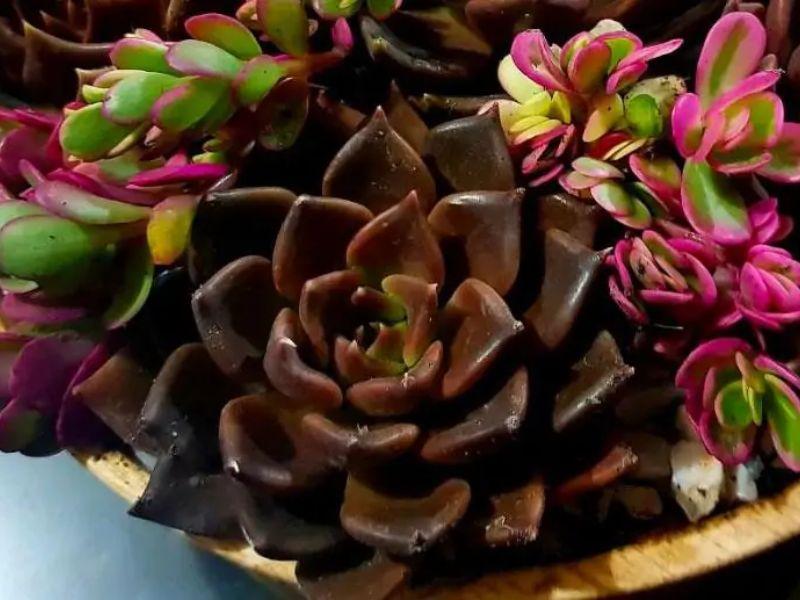 Cây phong thủy cho tuổi Đinh Tỵ