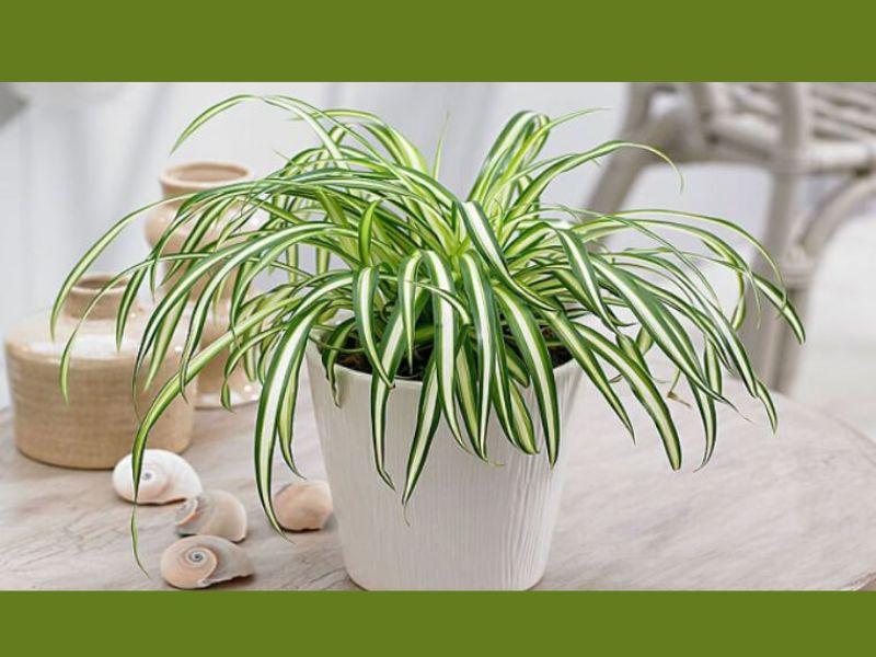 Cây phong thủy cho tuổi Tân Tỵ