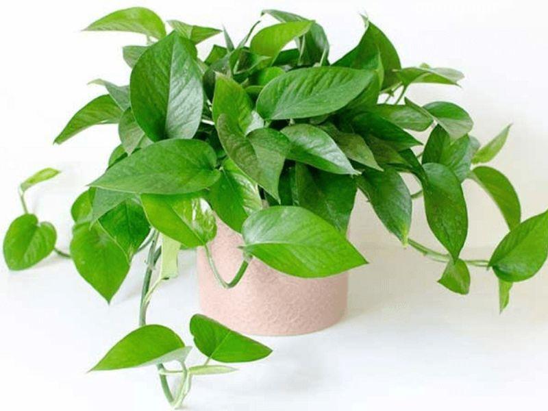 Cây phong thủy hợp với mệnh Kim