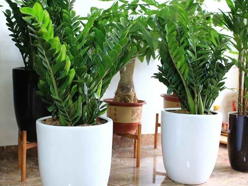 Cây phong thủy cho tuổi Kỷ Tỵ