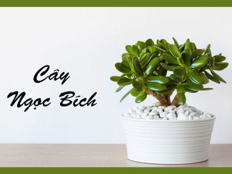 Cây phong thủy hợp với mệnh Mộc