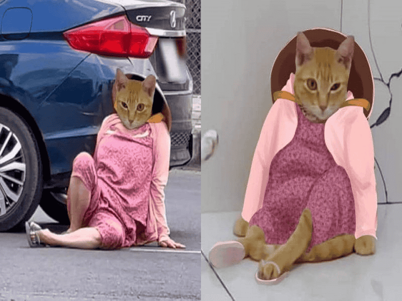 Mèo Mỹ Diệu bên siêu xe và khi ngồi lủng tường