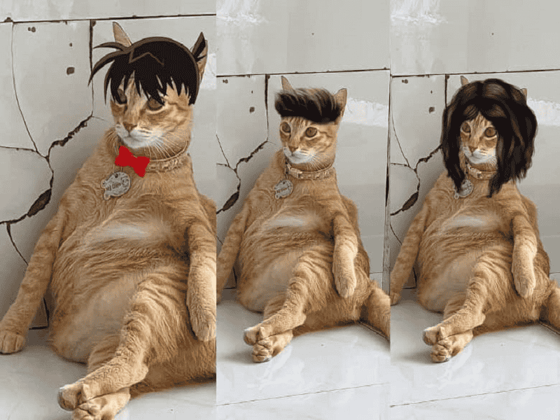Mèo Mỹ Diệu với tóc giả