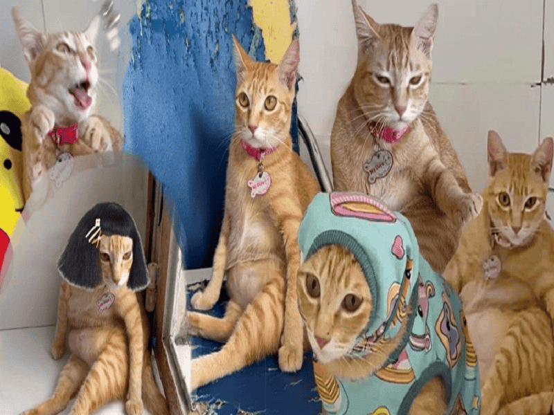 Ảnh chế mèo Mỹ Diệu