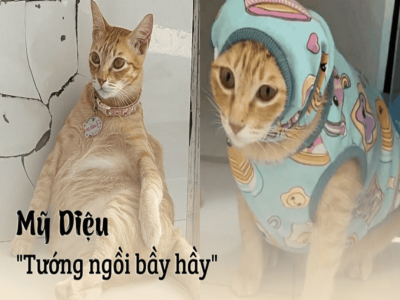 Mèo Mỹ Diệu lên đồ