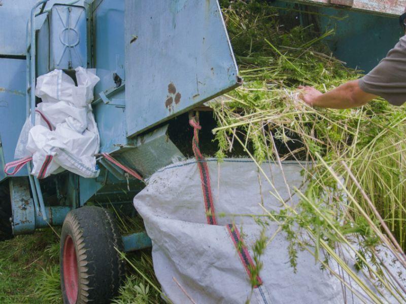 Vải hemp có quy trình sản xuất khá phức tạp, đòi hỏi nhiều công sức