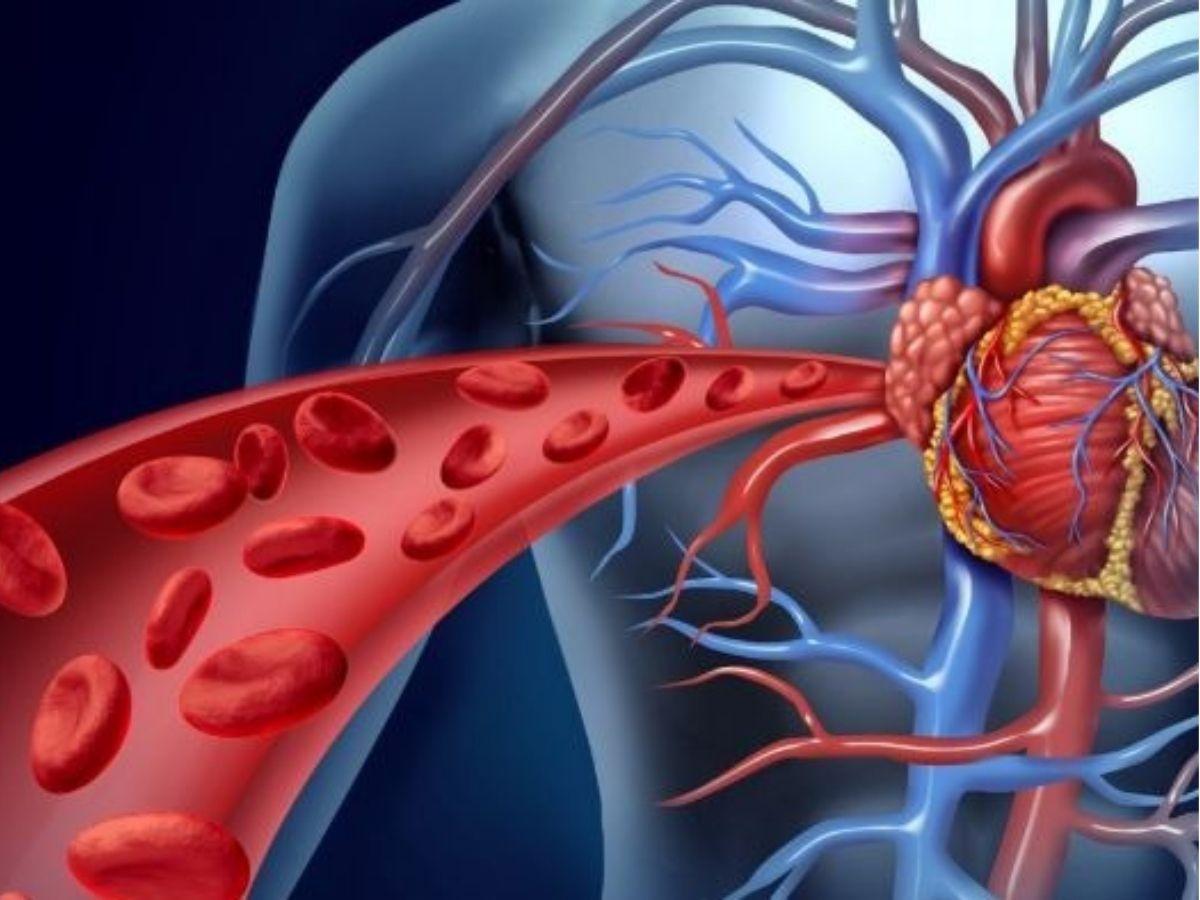 Tác động đến tim mạch và huyết áp