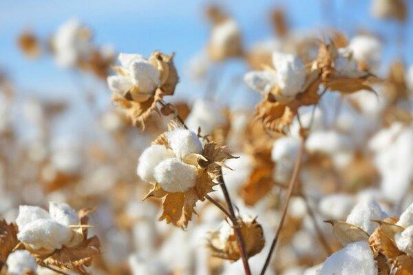 Supima cotton được làm từ sợi bông tự nhiên