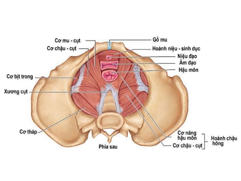 bai-tap-kegel-la-gi-loi-ich-tuyet-voi-cua-bai-tap-kegel-danh-cho-nam-gioi-2357