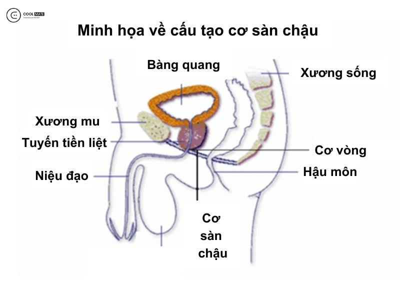bai-tap-kegel-la-gi-loi-ich-tuyet-voi-cua-bai-tap-kegel-danh-cho-nam-gioi-2357