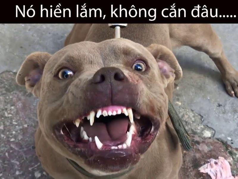 Những câu nói vô tri