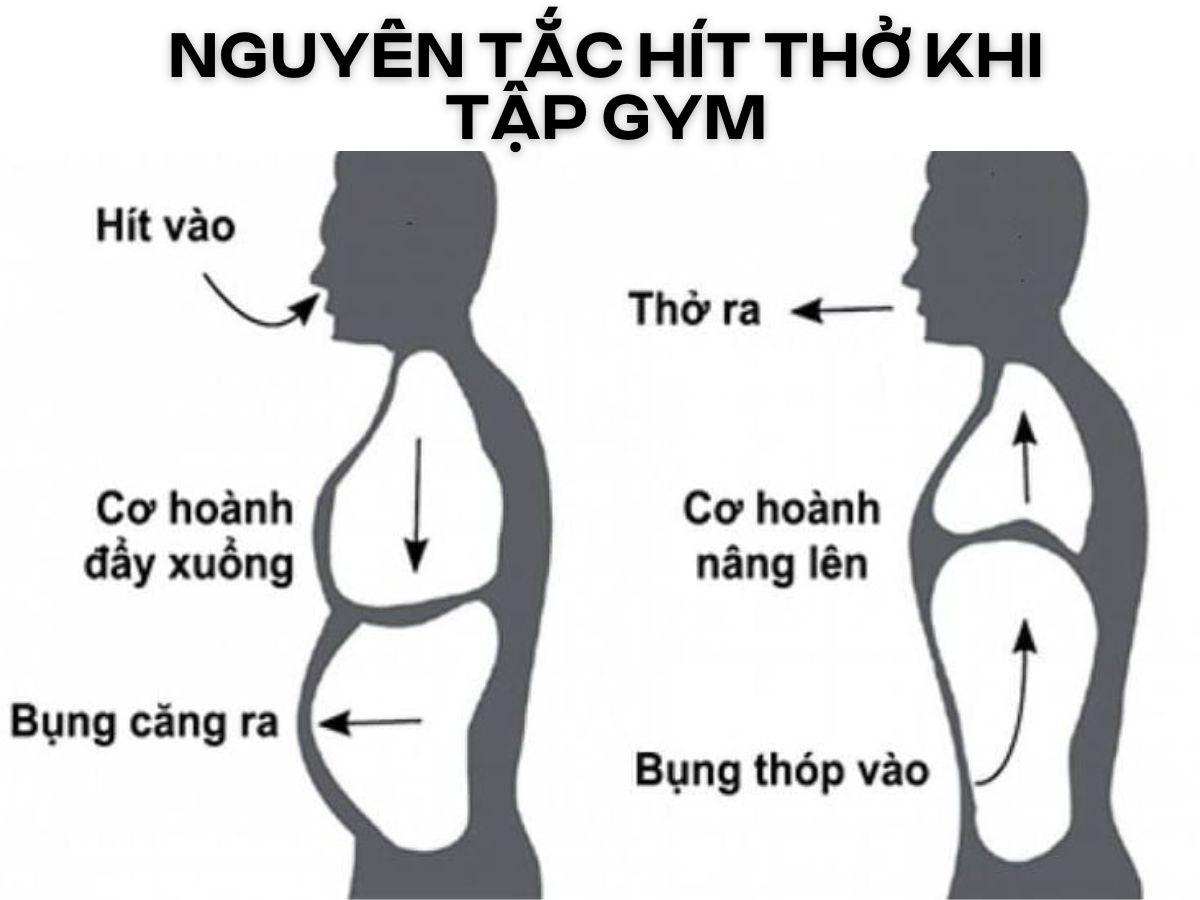 Hít thở đúng nhịp khi tập gym giúp tăng hiệu quả luyện tập, ổn định huyết áp và bảo vệ hệ tim mạch