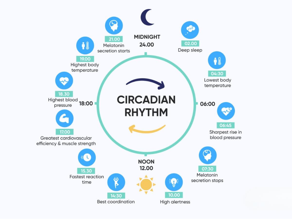 Nhịp sinh học là chu kỳ 24 giờ ảnh hưởng trực tiếp đến hiệu suất tập luyện