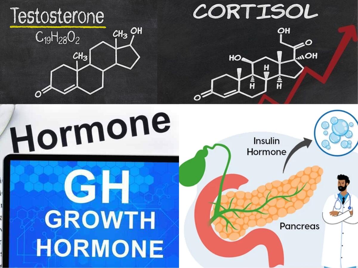 Các hormone ảnh hưởng đến sức mạnh, phục hồi và hiệu quả tập gym theo nhịp ngày