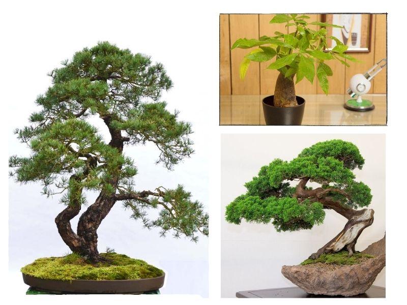 Cây cảnh cũng làm món quà lần đầu ra mắt rất tốt