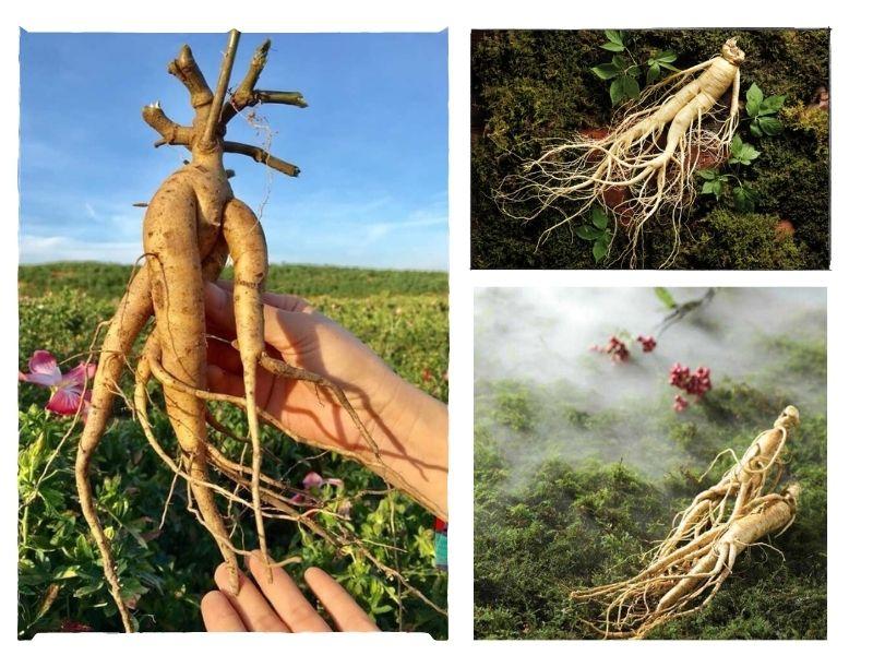  Nhân sâm là món quà ra mắt nhà người yêu được nhiều người lựa chọn