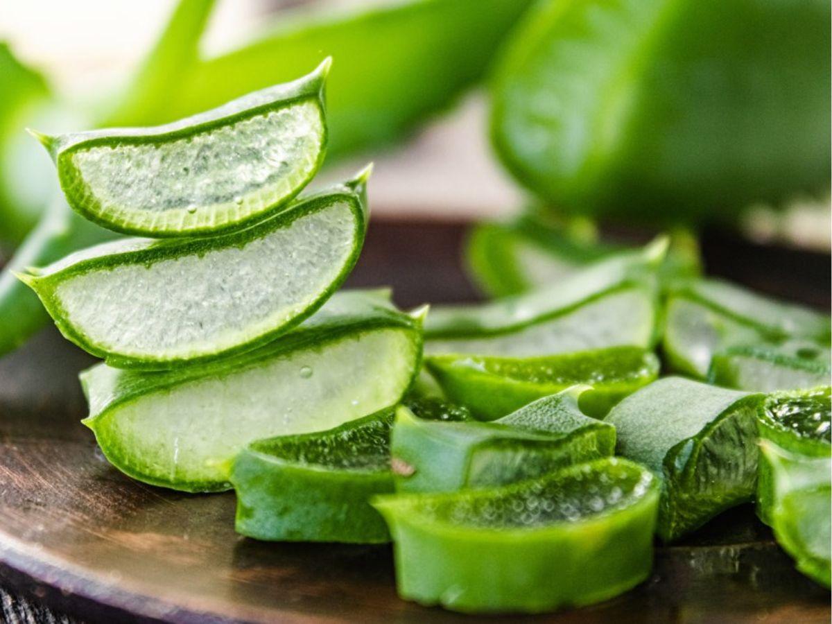 Nha đam chứa nhiều chất chống viêm, kháng khuẩn và làm dịu da. Nguồn: Internet