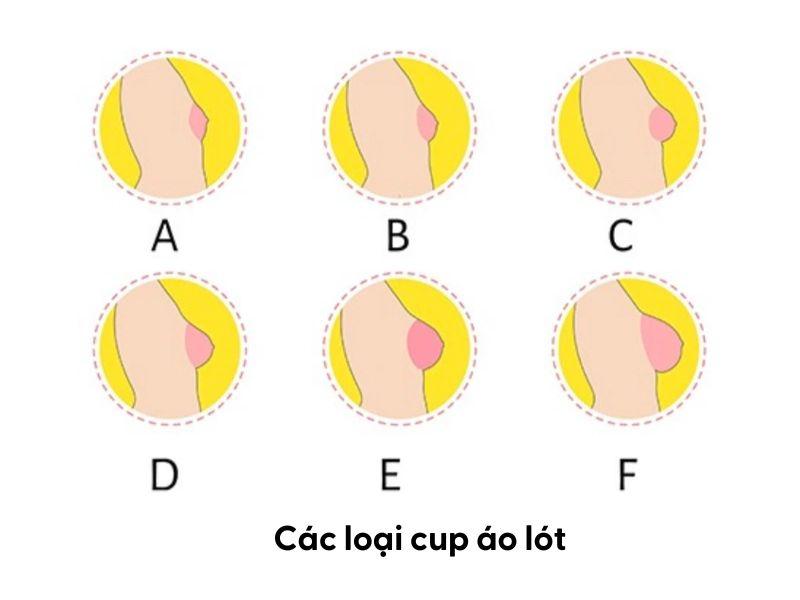 các loại cup áo lót