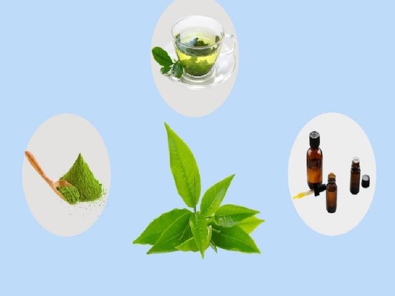 Chiết xuất trà xanh là gì?