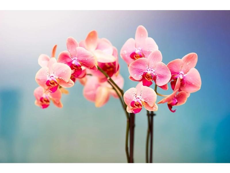 Hoa phong lan ( Ảnh: Pinterest )