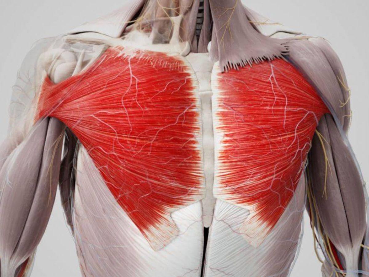 Giải thích về cấu tạo của cơ ngực