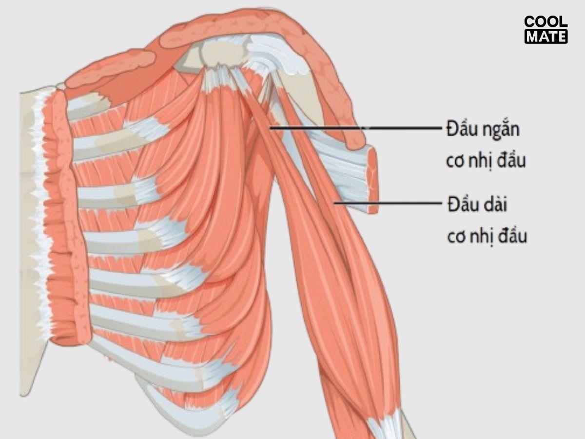 Đầu ngắn và đầu dài của cơ nhị đầu