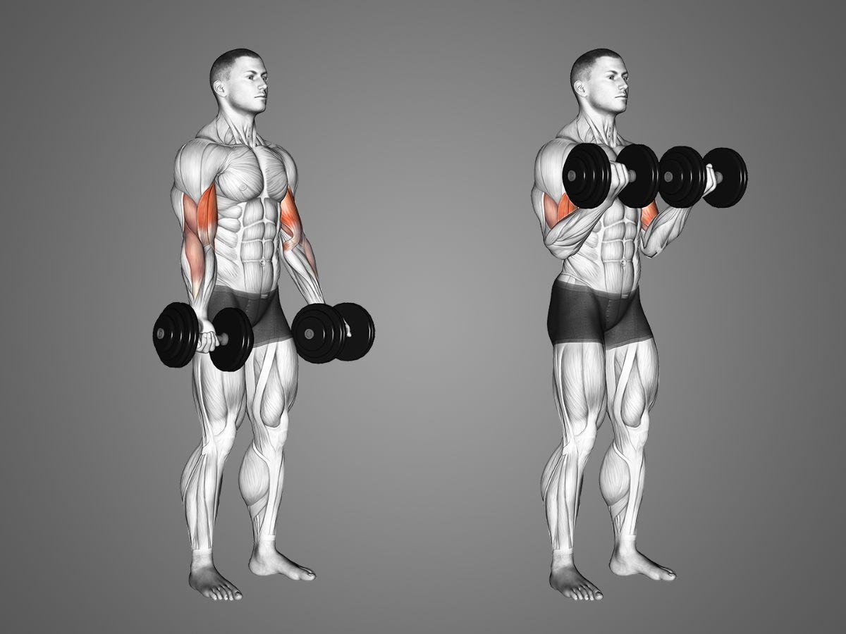Động tác Standing Dumbbell Curl