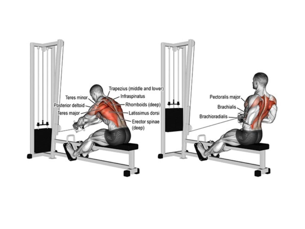 Hướng dẫn tập Seated Cable Row đúng cách
