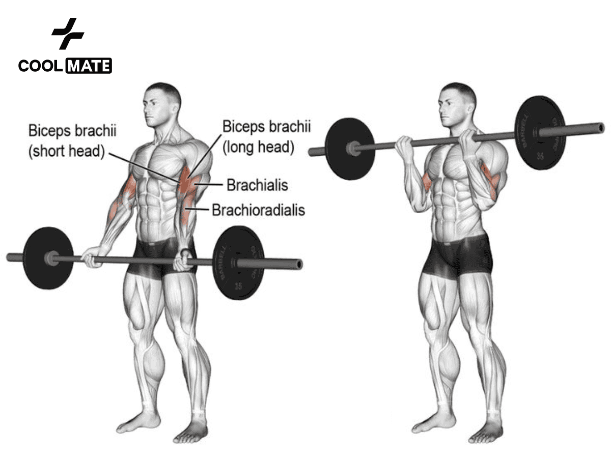 Tư thế tập Barbell Curl cần thực hiện chính xác