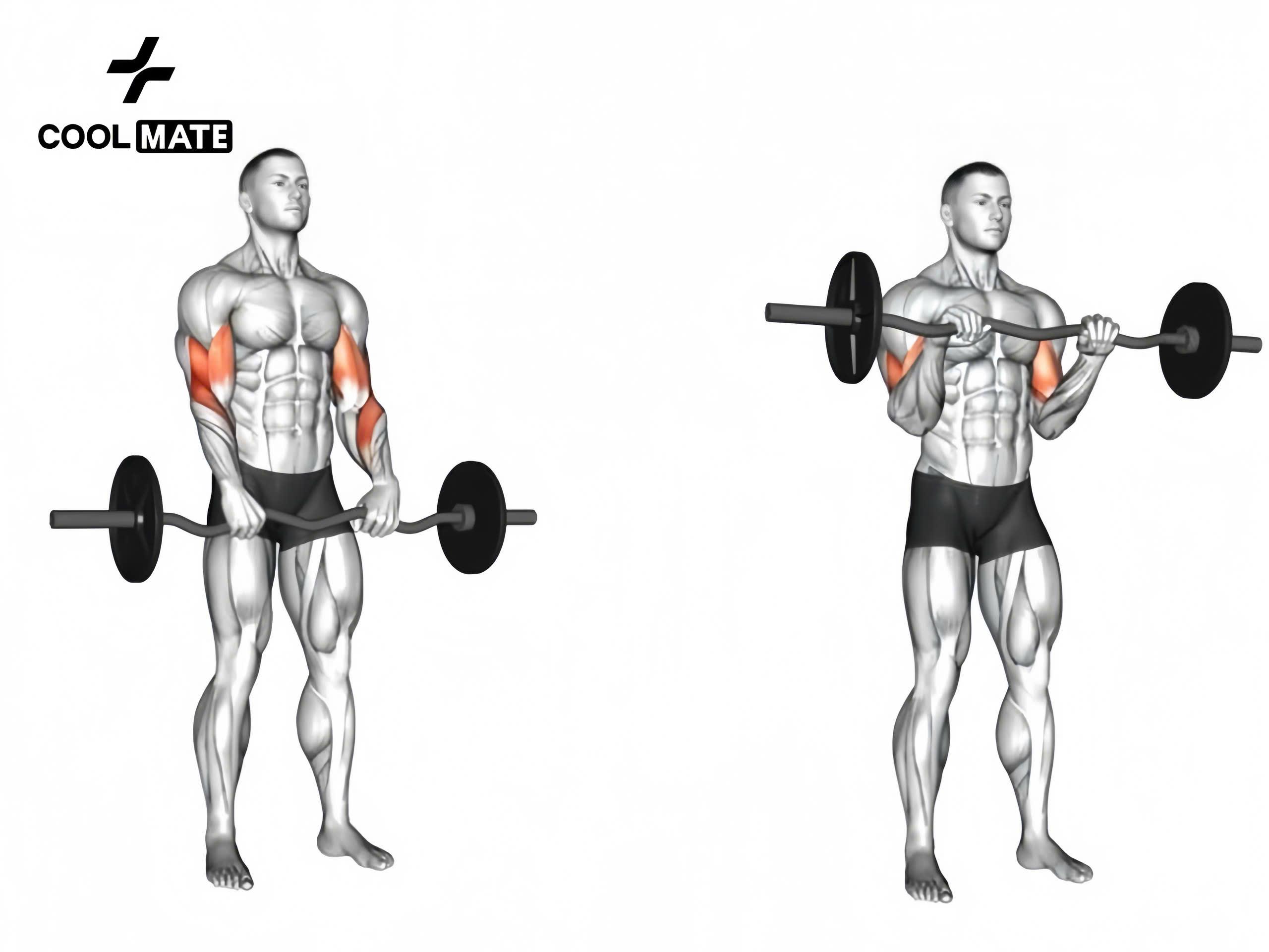 Ez Barbell Curl sử dụng EZ tạo tác để thực hiện tác vụ bắp tay