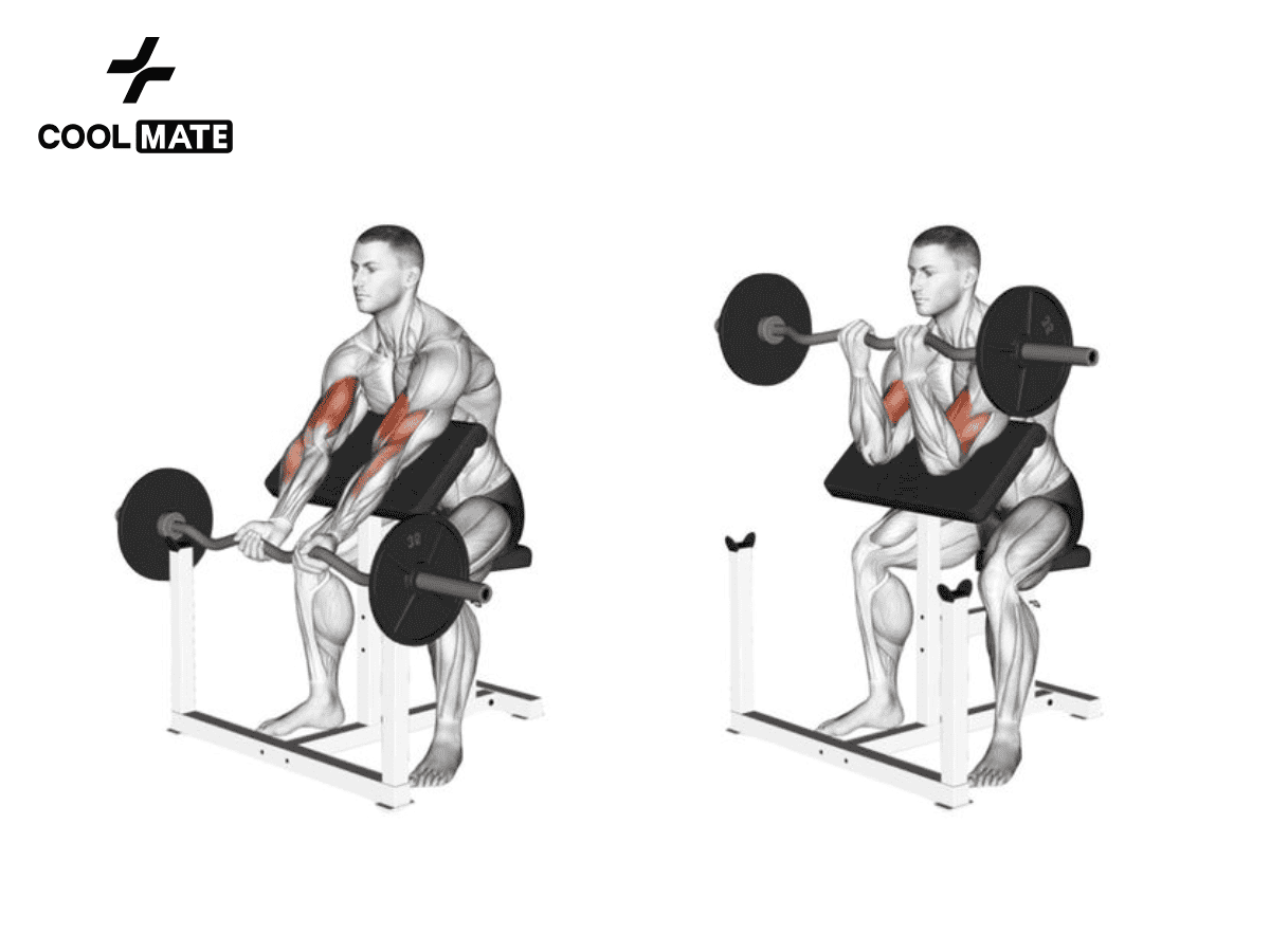 Barbell Preacher Curl sử dụng tạ EZ và ghế tập preacher