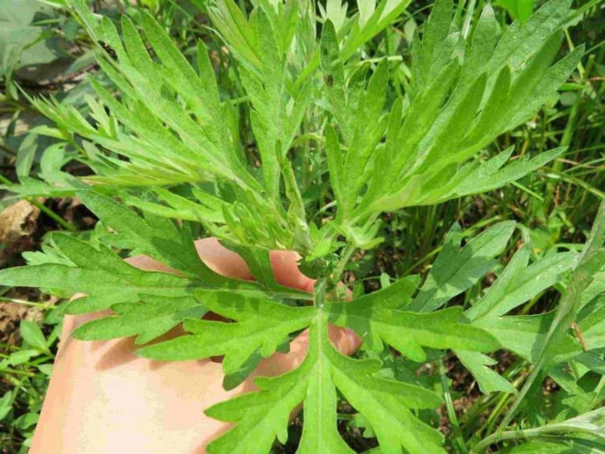 Đặc tính và công dụng của cây ngải dại
