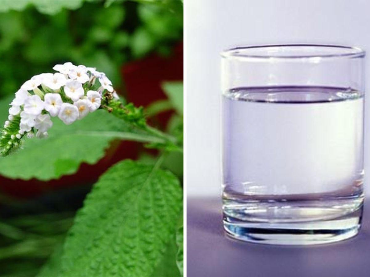 Đun nước vòi voi để uống trực tiếp gia tăng hiệu quả