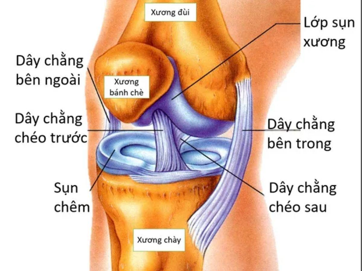 Cấu trúc cơ bản của khớp gối