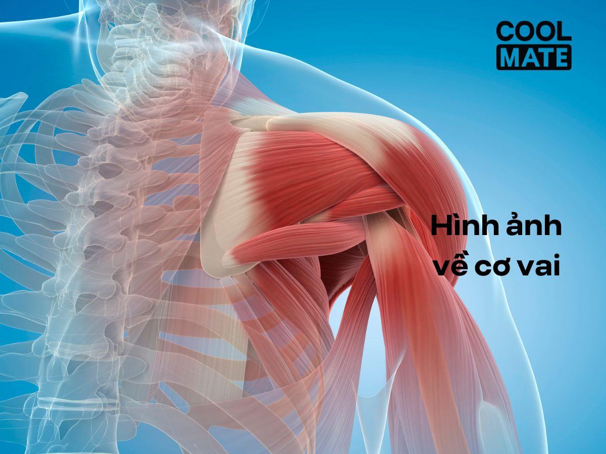 Cấu tạo cơ vai