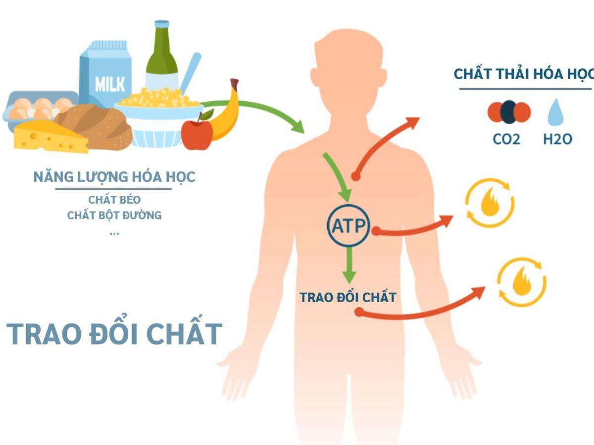 Tốc độ chuyển hóa nhanh là một trong những lý do gây khó tăng cân