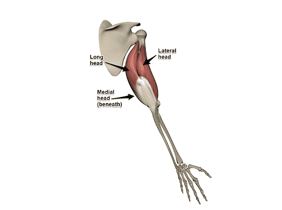 Cơ tam đầu là gì?