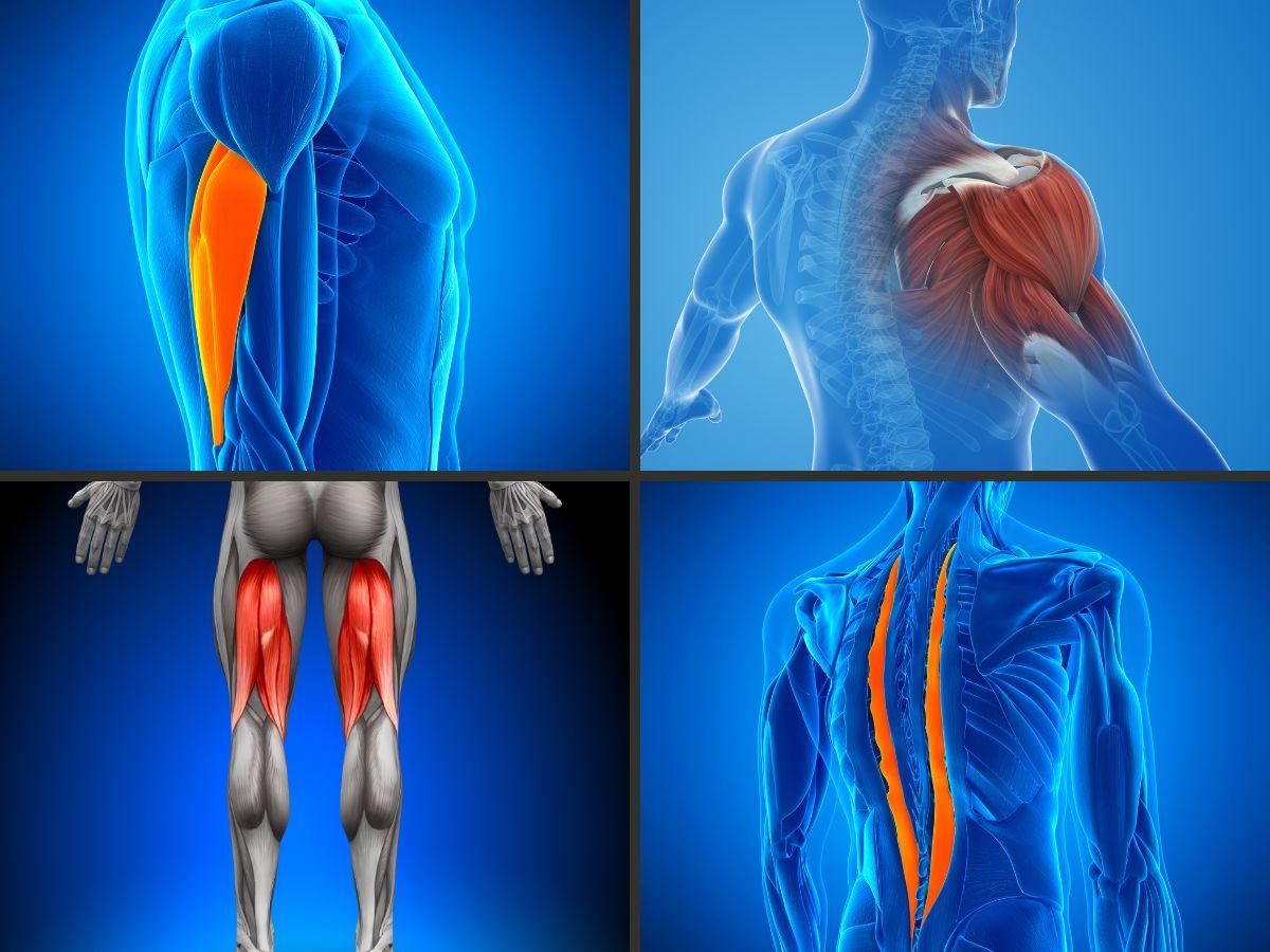 Bài tập tạ từ sẽ mang đến sức mạnh cho toàn thân, đặc biệt phàn cơ