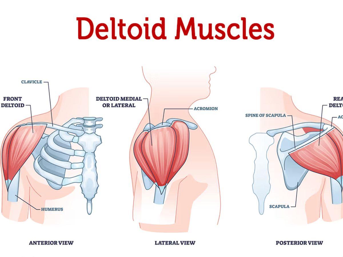 Cấu tạo của cơ vai