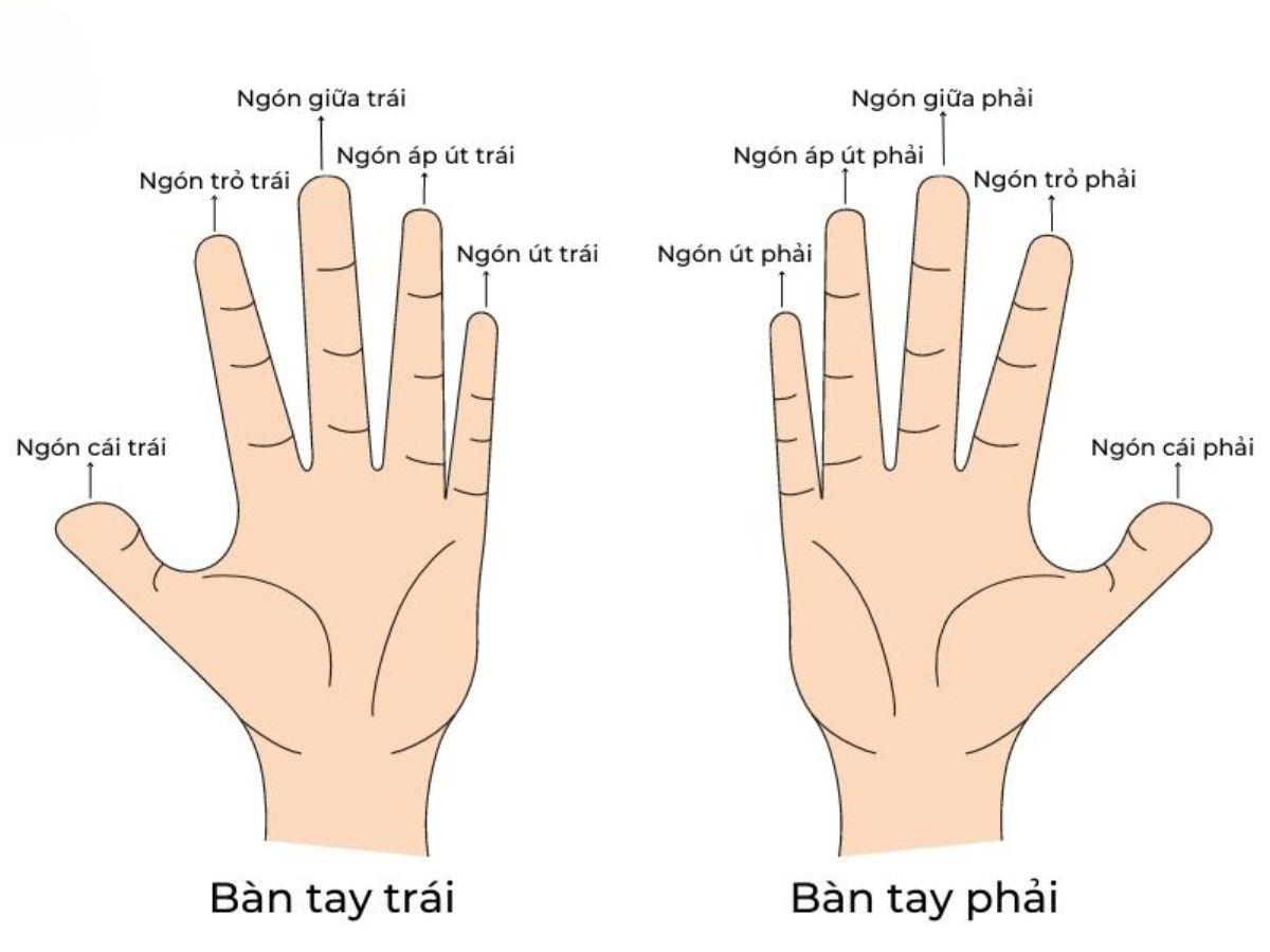 tên gọi các ngón tay 