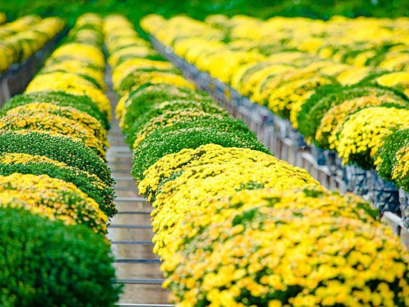 hoa trang trí ngày tết
