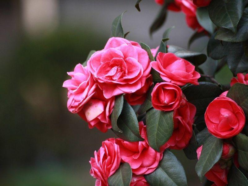 hoa hải hường trang trí tết