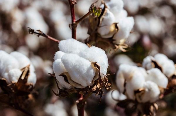 cotton-tai-sinh-la-gi