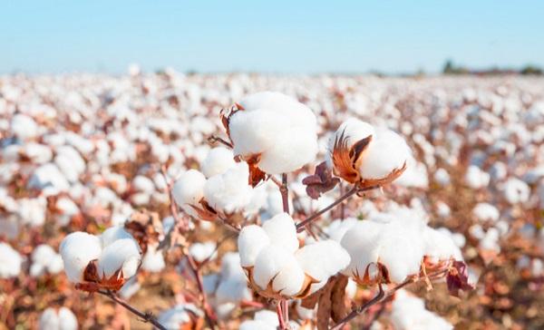cotton-tai-sinh-la-gi