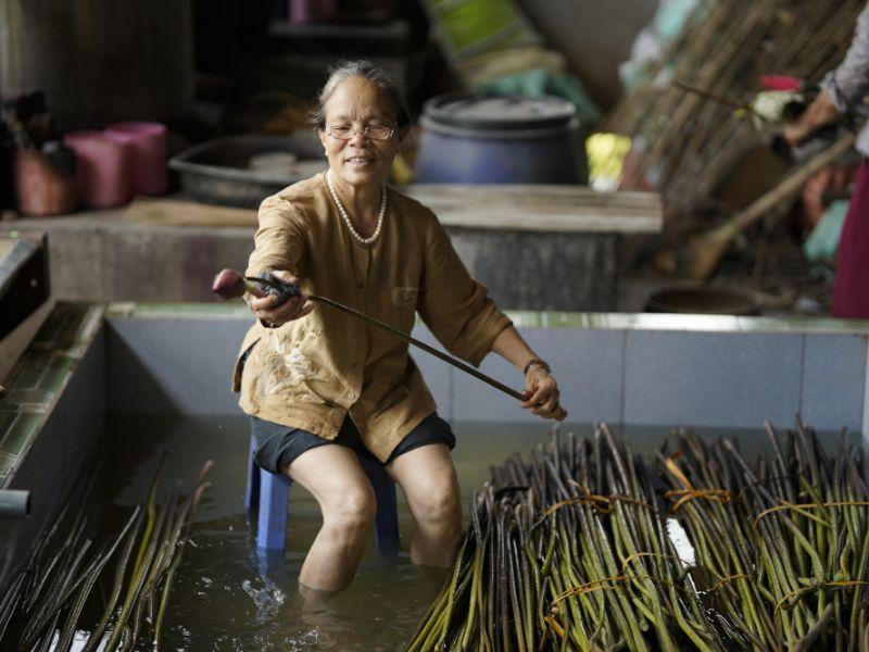 Thu hoạch cuống sen đúng kỹ thuật giúp cho sợi lụa tơ sen được tốt hơn.
