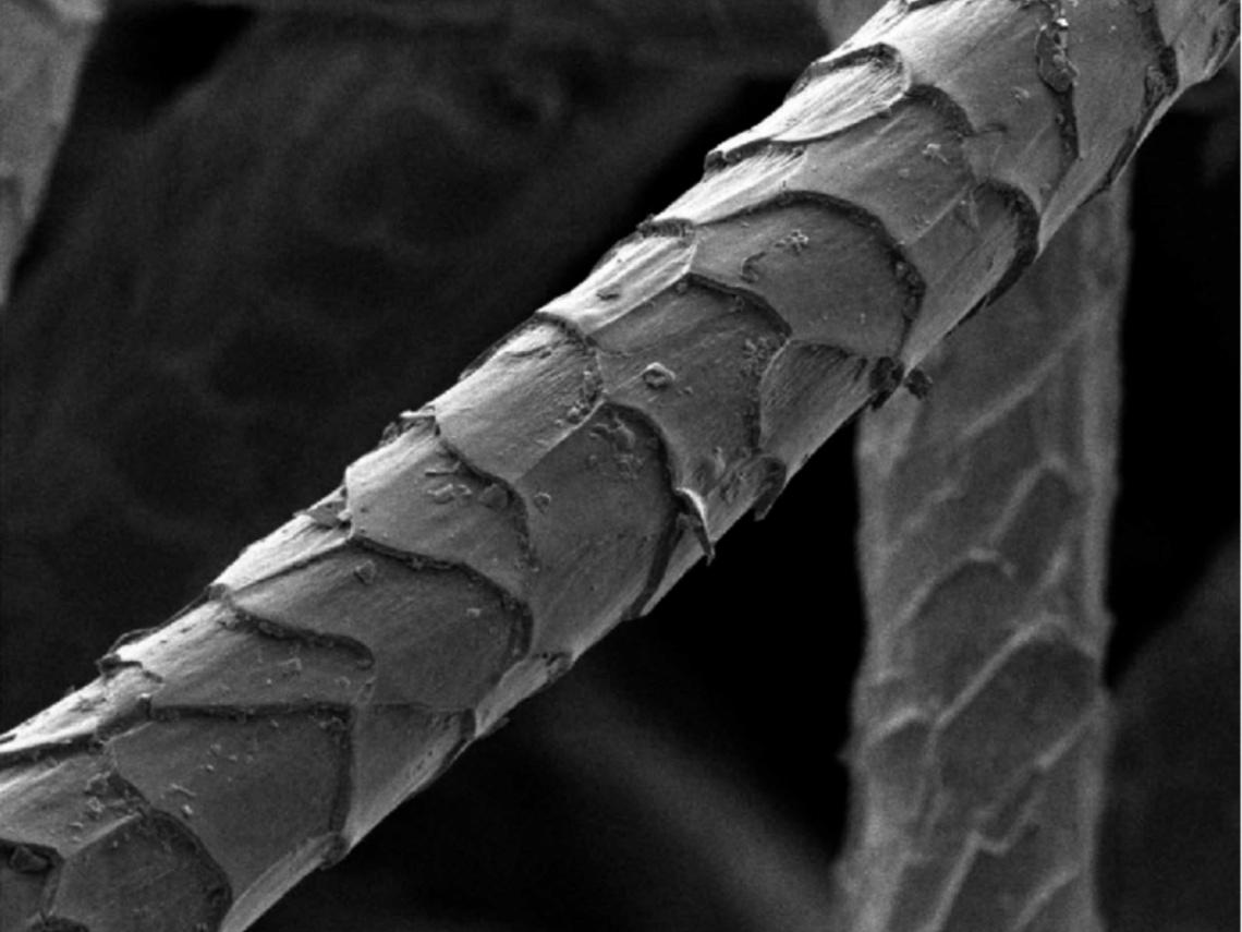 Hình ảnh cận cảnh mô tả cấu trúc sợi len dưới kính hiển vi